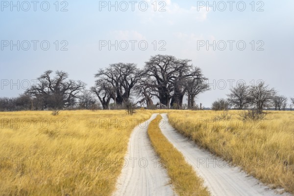 Road, track between yellow dry grass leads to Baobabs, Baine's Baobabs, Nxai Pan National Park, Botswana, Africa