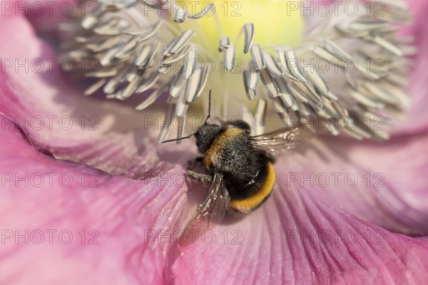 Buff tailed bumblebee (Bombus terrestris) adult bee feeding on a poppy flower in an urban garden in summer, England, United Kingdom, Europe