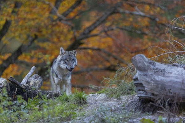 One eurasian gray wolf (Canis lupus lupus) standing between logs on a small hill with a bright and colourful fall foliage in the background