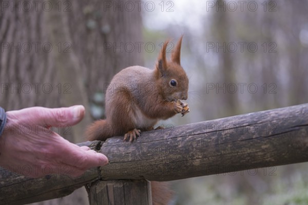 One Red squirrel or Eurasian red squirrel (Sciurus vulgaris) feeding on peanut. Trees in the background and a feeding hand in the left front