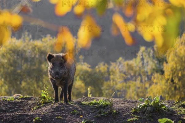 One wild boar or wild pig (Sus scrofa) stands on an opening. Early morning light and framed with some fall foliage