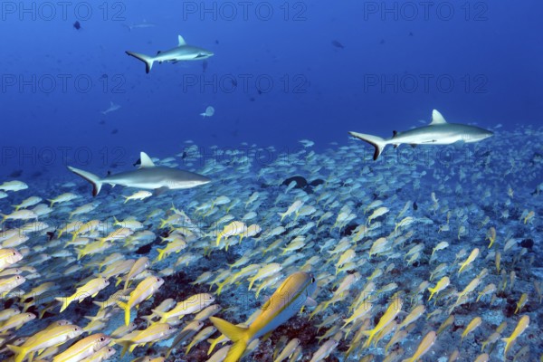 Three Grey reef sharks (Carcharhinus amblyrhynchos) hunting in a shoal of large schooling barbs (Mulloidichthys vanicolensis), South Pass Biosphere Reserve Fakarava Atoll, Tuamotu Archipelago, French Polynesia, South Pacific, Pacific Ocean, Oceania