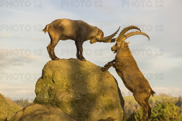 Two male ibex (Capra ibex) playing on a rock in the last light of the day