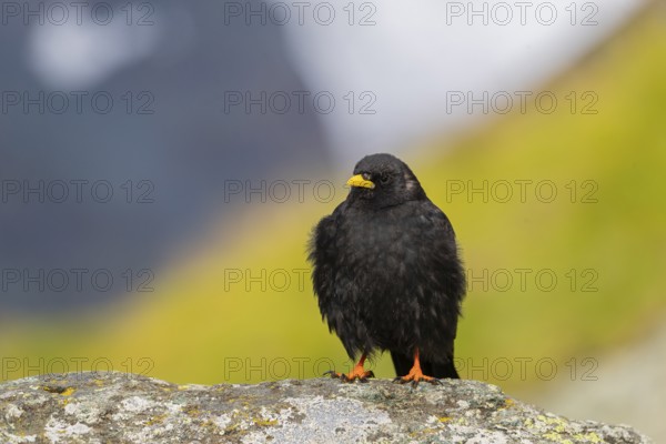 One young Alpine chough or yellow-billed chough (Pyrrhocorax graculus) stands on a rock in the Grossglockner Mountains region