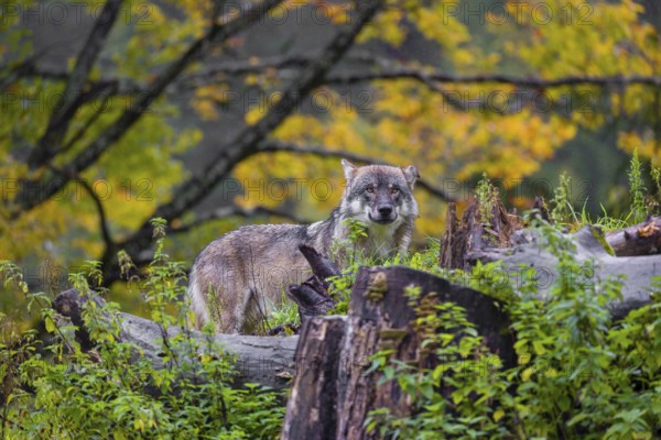 A eurasian gray wolf (Canis lupus lupus) stands on a small hill between tree trunks with a colourful fall foliage in the background