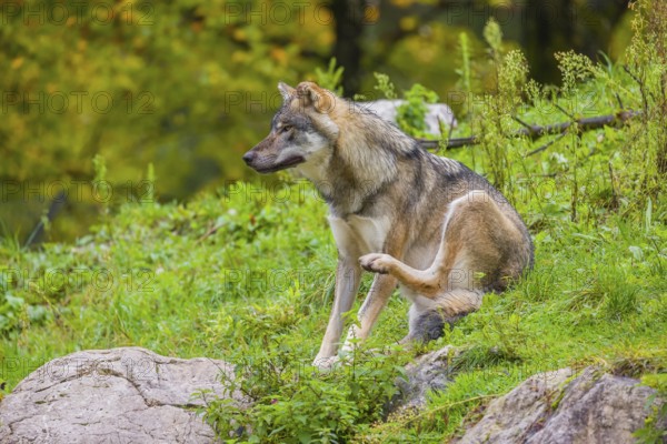 An adult male eurasian gray wolf (Canis lupus lupus) sits on a green meadow on hilly terrain, grooming himself