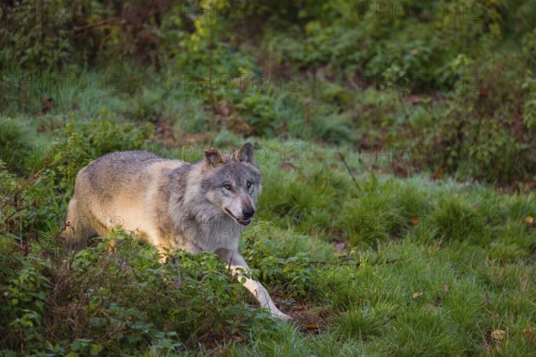 An adult male eurasian gray wolf (Canis lupus lupus) runs through dense vegetation on a green meadow on hilly terrain