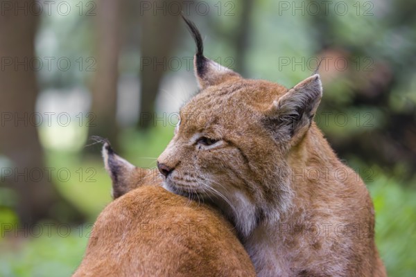 Two Eurasian lynx (Lynx lynx) sit on the forest floor and groom each other