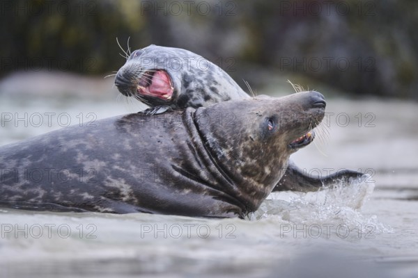 Grey seal (Halichoerus grypus) playing with each other in the water, sea, Düne, Helgoland, Schleswig-Holstein, Germany, Europe
