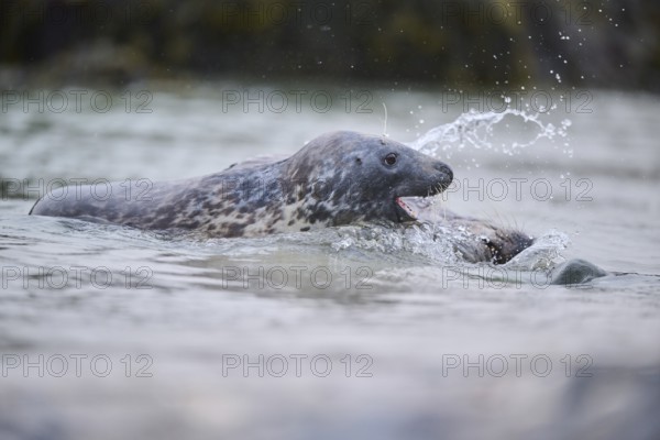Grey seal (Halichoerus grypus) playing with each other in the water, sea, Düne, Helgoland, Schleswig-Holstein, Germany, Europe