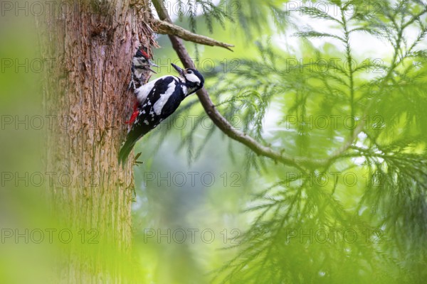 Great spotted woodpecker (Dendrocopos major), almost fledged young bird looks begging from the nesting cavity, female adult bird sits in front of it on the trunk, Bad Homburg, Hesse, Germany, Europe