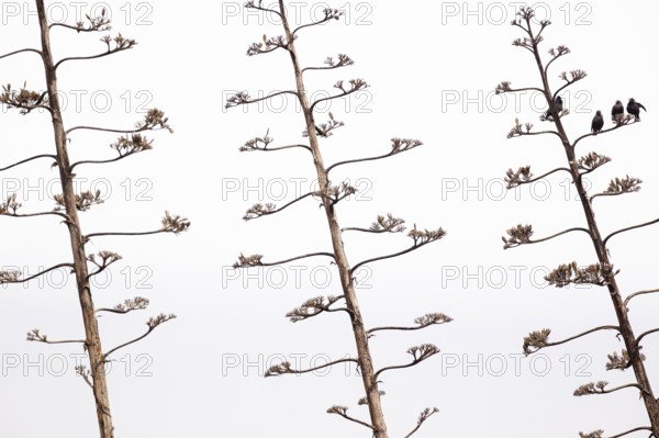 Unicoloured Starling (Sturnus unicolor), small group on a dead inflorescence of an Agave (Agave), Sagres, Algarve, Portugal, Europe
