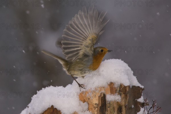 European robin (Erythacus rubecula) Germany