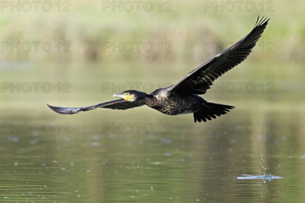 Cormorant (Phalacrocorax carbo), in flight, shallow lake, nature reserve, Reuss valley, Canton Aargau, Switzerland, Europe