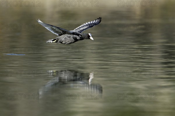 Eurasian Coot (Fulica atra), adult bird flying over the water, Flachsee, Canton Aargau, Switzerland, Europe