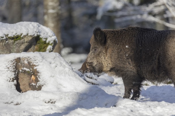 Wild boar or wild pig (Sus scrofa), walking through snow covered forest
