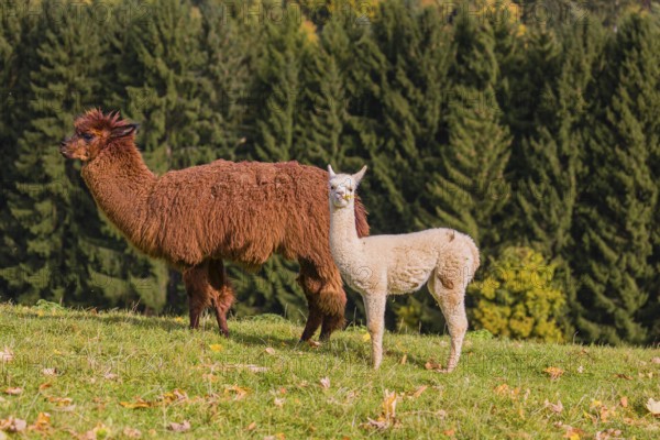 A brown female Alpaca (Vicugna pacos) and its white young stand on a green meadow . A forest is in the distant background