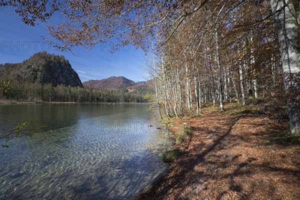 Walkway along the shore of Lake Almsee in autumn through a colored forest