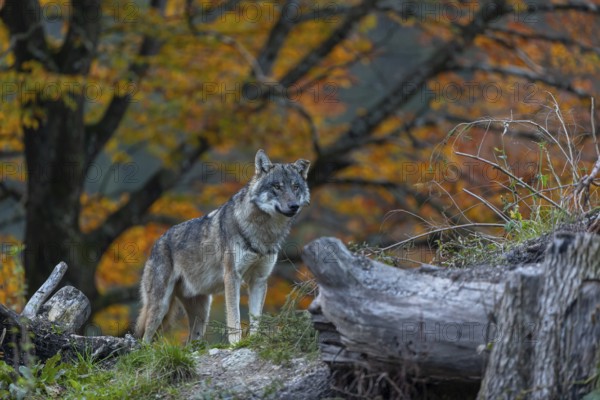 One eurasian gray wolf (Canis lupus lupus) standing between logs on a hill with a forest in fall colours in the background