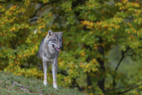 One eurasian gray wolf (Canis lupus lupus) standing on a hill on green grass with a forest in fall colours in the background