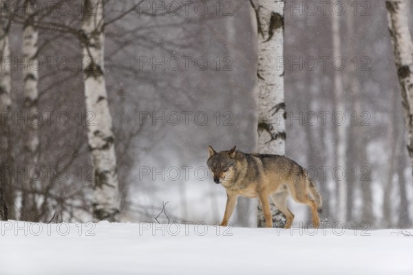 One male eurasian gray wolf (Canis lupus lupus) walking thru deep snow during snow fall. A forest in the background