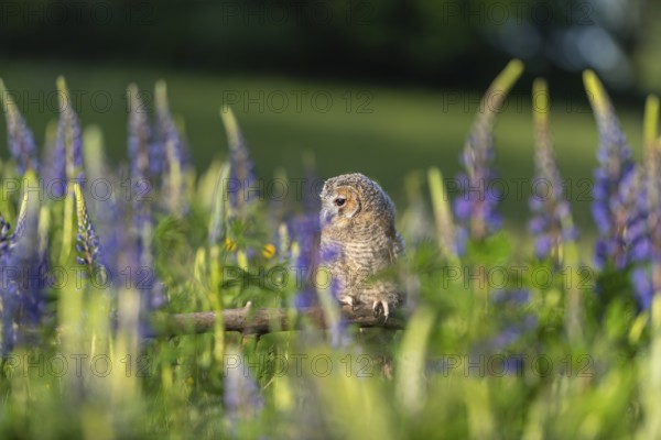 One young Ural owl (Strix uralensis) sitting on a branch lying in a field of flowering lupines in late evening light