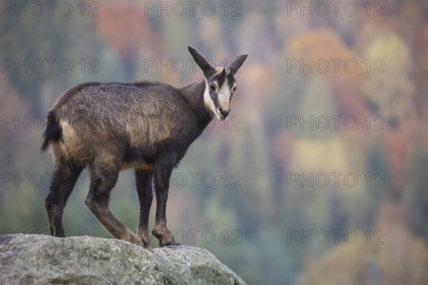 One chamois standing on rocks, autumnal colors of a forest in the distant background