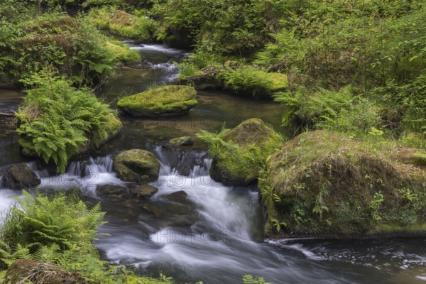 Flowing, silky water with ferns and rocks in the Edmunds Gorge, river Kamnitz, Hrensko, Ustecky kraj, Czech Republic, Europe