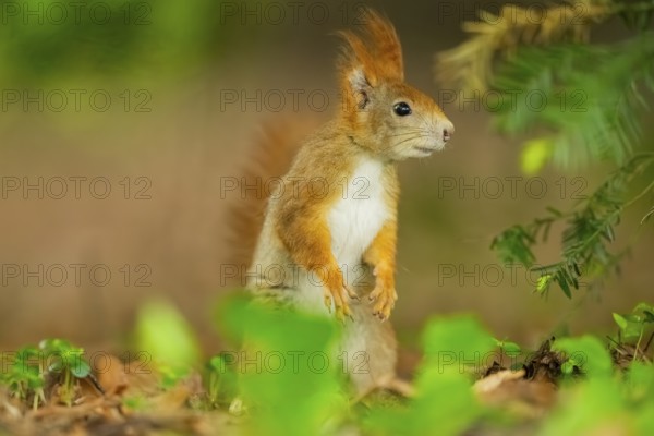 Red squirrel (Sciurus vulgaris) in a forest, Bavaria, Gernany