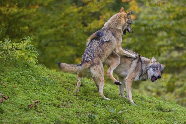 Two eurasian gray wolves (Canis lupus lupus) play on a hill. A forest in fall colours in the background