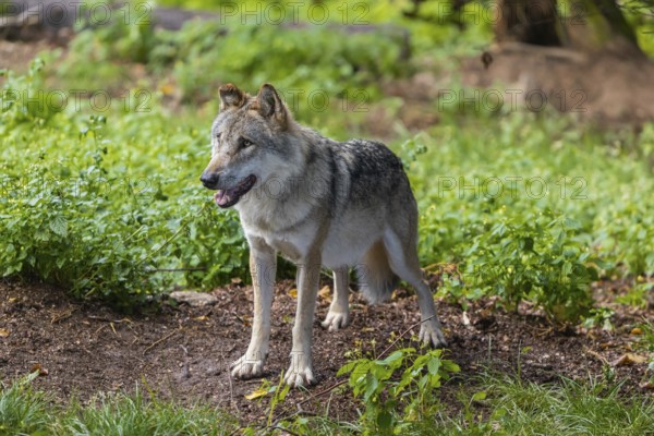One adult eurasian gray wolf (Canis lupus lupus) walking through the green undergrowth at a forest edge
