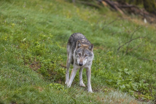 One adult male eurasian gray wolf (Canis lupus lupus) walking through the green undergrowth at a forest edge