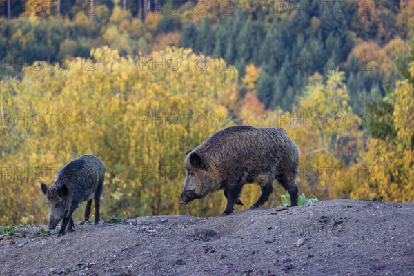Two wild boar or wild pig (Sus scrofa), run across a clearing in hilly terrain in search of food. In the background you can see a forest in the fall foliage