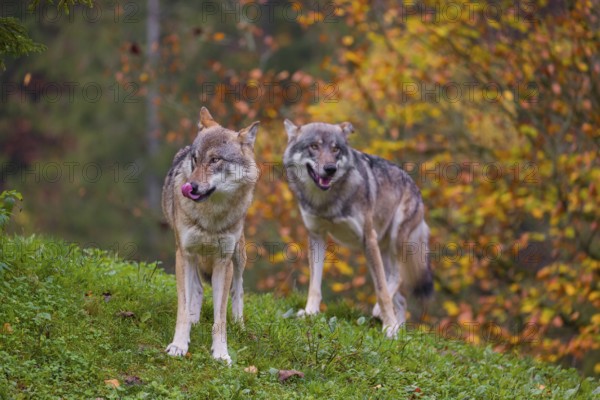 Two adult male eurasian gray wolf (Canis lupus lupus) stand on a green meadow on hilly terrain. A forest in fall foliage is in the background