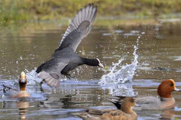 Eurasian coot, common coot (Fulica atra) running with lobed feet over water surface of pond among European wigeons (Mareca penelope)