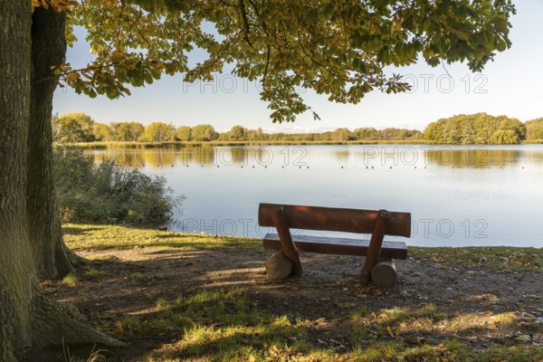 Bench on the bank with a view of the Dippelsdorf pond, Friedewald, Moritzburg, Saxony, Germany, Europe