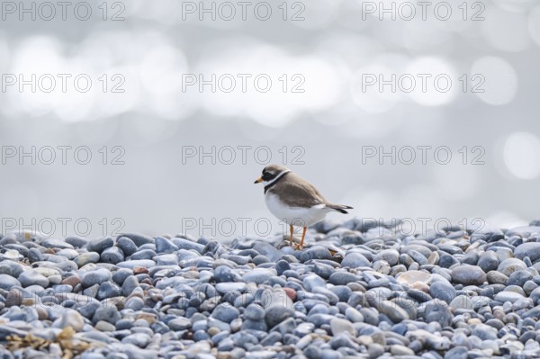 Common ringed plover (Charadrius hiaticula) on the beach, Düne, Helgoland, Schleswig-Holstein, Germany, Europe