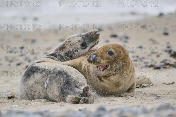 Grey seal (Halichoerus grypus) playing with each other on the beach, Düne, Helgoland, Schleswig-Holstein, Germany, Europe