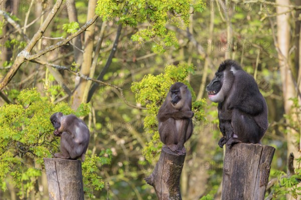 Three Drills (Mandrillus leucophaeus), a male and two females, sit high up on the three stumps of a cut tree and enjoy the early sunlight. A green forest can be seen in the background
