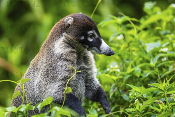 Coati (Nasua narica), Mammals (Mammalia), Alajuela, Costa Rica, Central America
