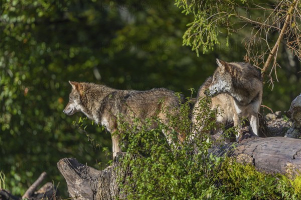 Two eurasian gray wolf (Canis lupus lupus) standing on a log in front of a white rock between green vegetation, observing the area
