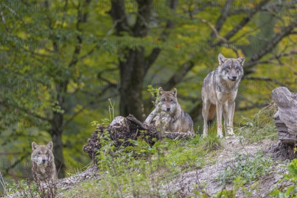 Three eurasian gray wolf (Canis lupus lupus) standing on a small hill between logs with a colourful fall foliage in the background
