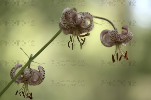 Turk's cap (Lilium martagon), with three distinctive flowers, Upper Bavaria, Bavaria, Germany, Europe