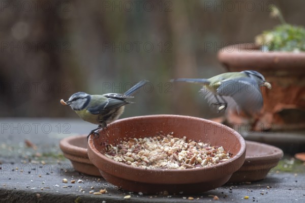 Blue tits (Cyanistes caeruleus) fetch food from a flower bowl, Bavaria, Germany, Europe