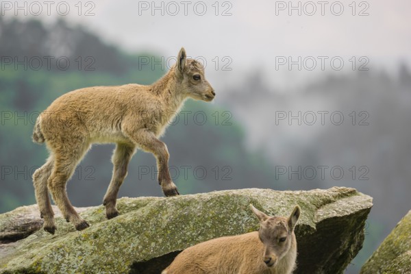 Two young ibex (Capra ibex) play on a rock