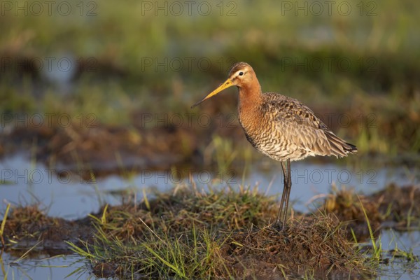 Black-tailed godwit (Limosa limosa), in a wet meadow, Ochsenmoor, Dümmer, Lemförde, Lower Saxony, Germany, Europe