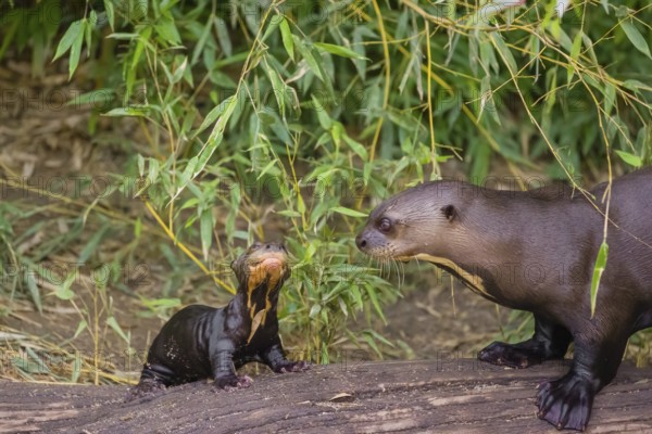 A two-year-old giant otter or giant river otter (Pteronura brasiliensis) cares for a 2-month-old sibling