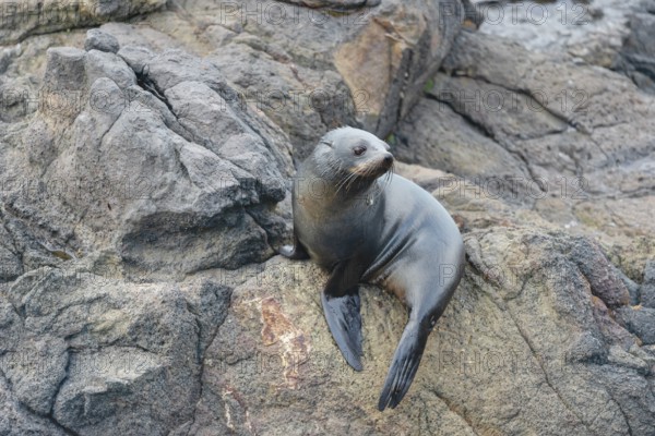 New Zealand Fur Seal Pup (Arctocephalus forsteri), Otago Peninsula, South Island, Otago, New Zealand, Oceania