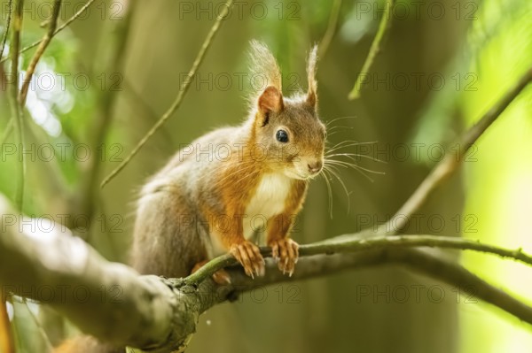 Red squirrel (Sciurus vulgaris) in a forest, Bavaria, Gernany