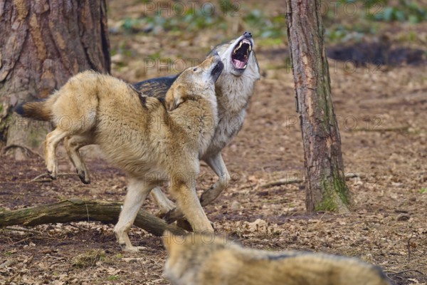 Wolf (Canis lupus), two wolves fighting aggressively in the forest, surrounded by trees, Germany, Europe